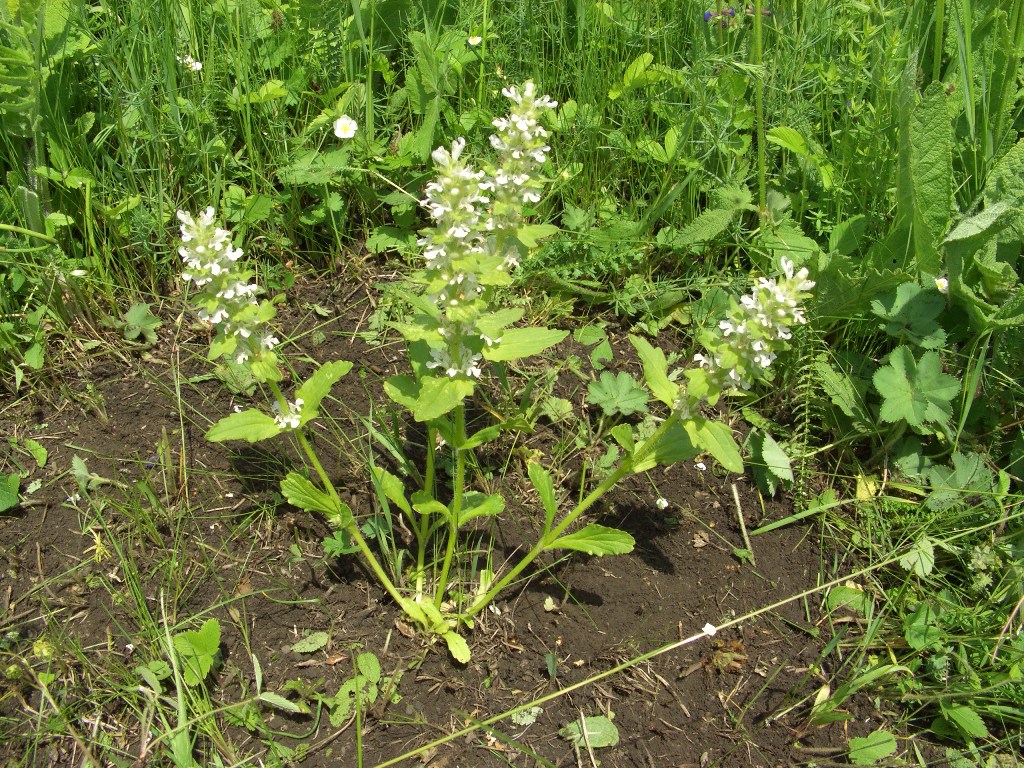 Image of Ajuga genevensis specimen.