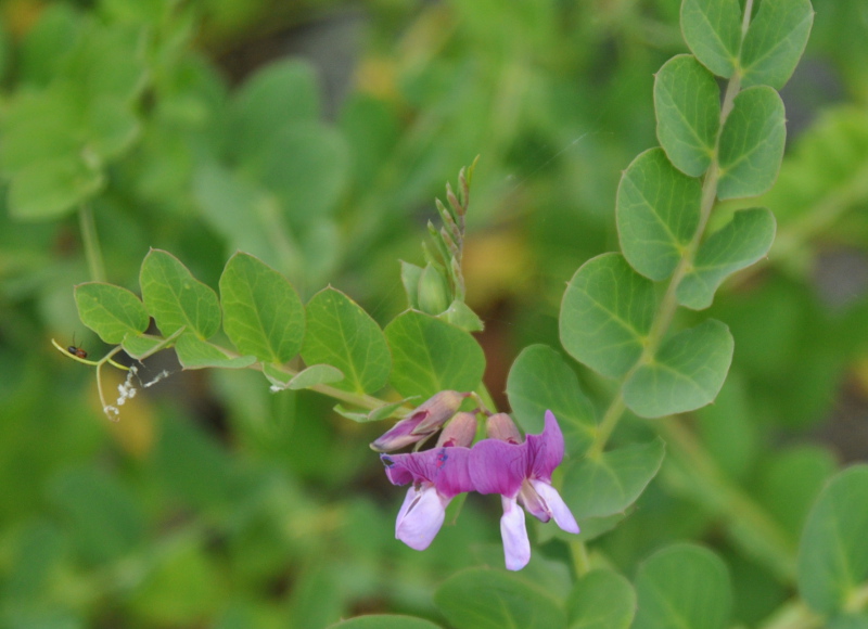 Image of Lathyrus japonicus specimen.