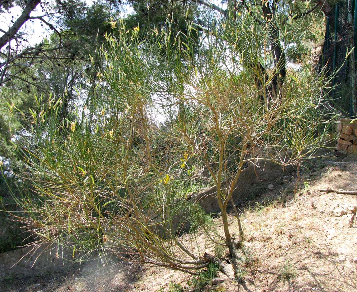 Image of Spartium junceum specimen.