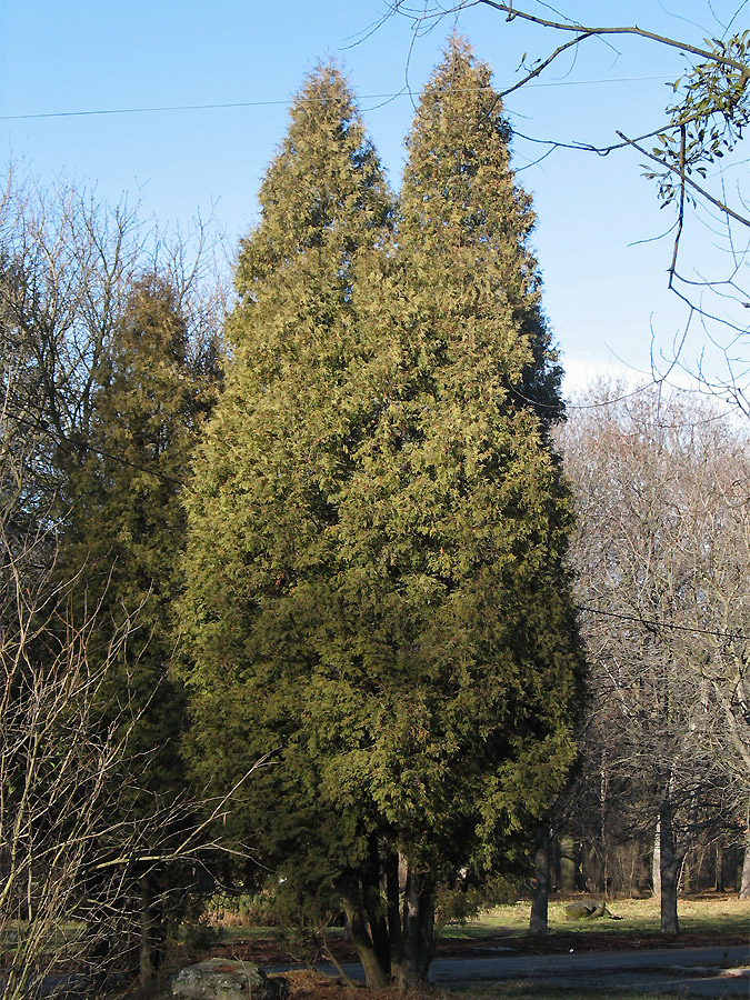 Image of Thuja occidentalis specimen.