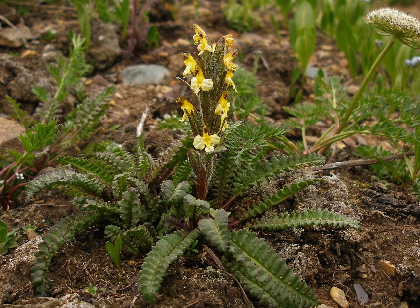 Image of Pedicularis oederi specimen.