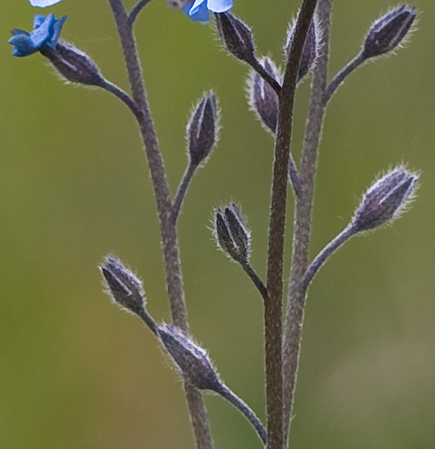 Image of Myosotis asiatica specimen.