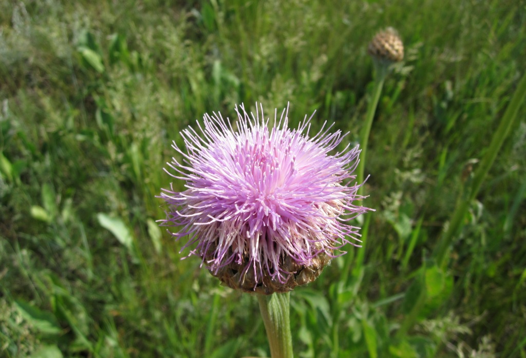 Изображение особи Stemmacantha serratuloides.