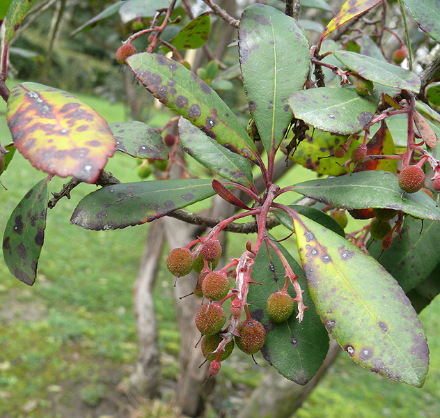 Image of Arbutus unedo specimen.