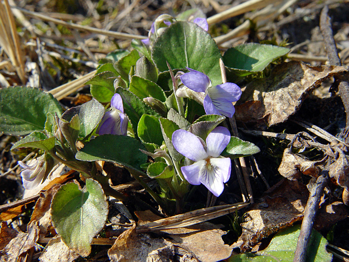 Изображение особи Viola rupestris.