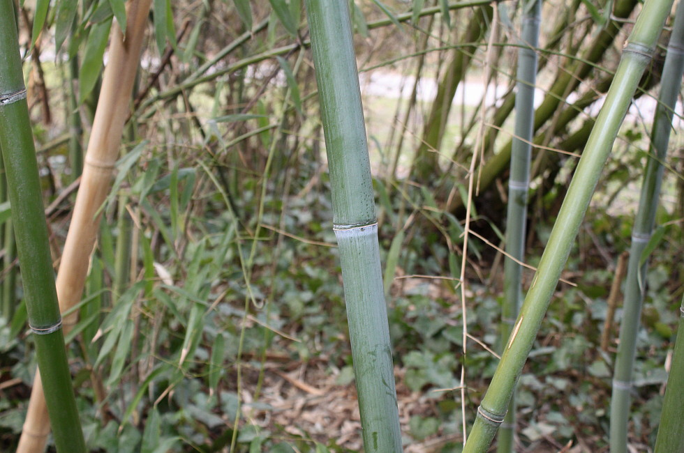 Image of Phyllostachys viridis specimen.