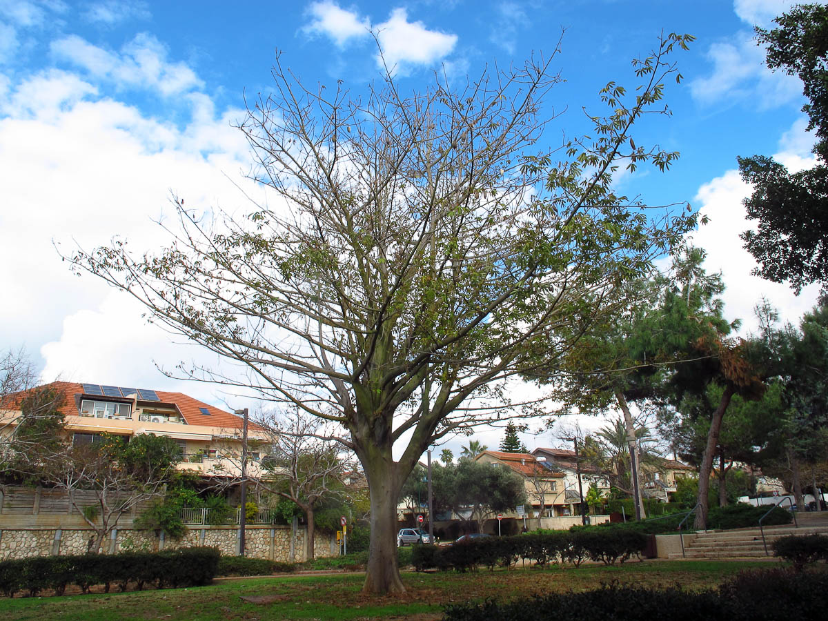 Изображение особи Ceiba pentandra.