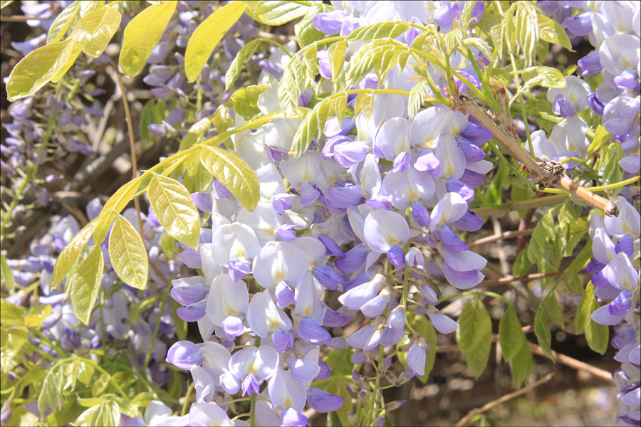 Image of Wisteria sinensis specimen.