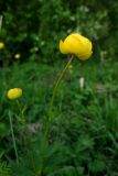 Trollius europaeus