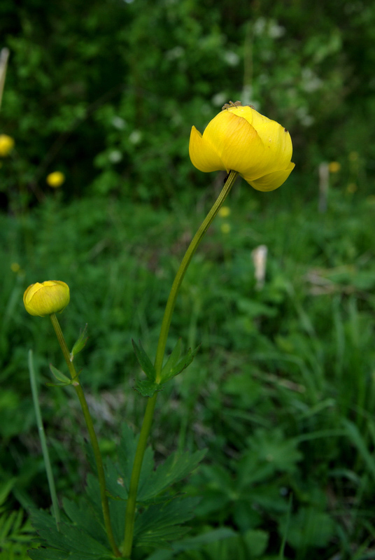 Изображение особи Trollius europaeus.