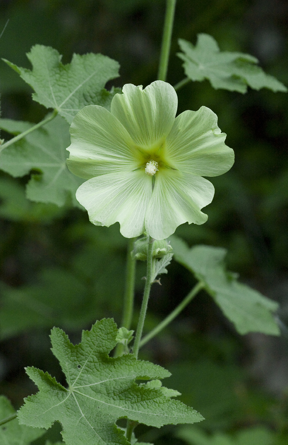 Image of Alcea rugosa specimen.