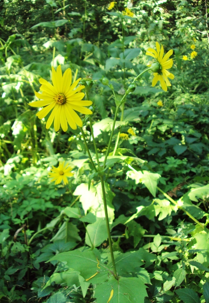 Изображение особи Silphium perfoliatum.