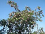 Robinia viscosa