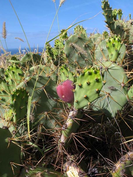 Image of Opuntia dillenii specimen.