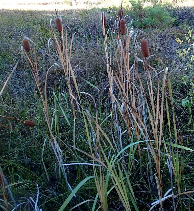 Image of Typha tzvelevii specimen.