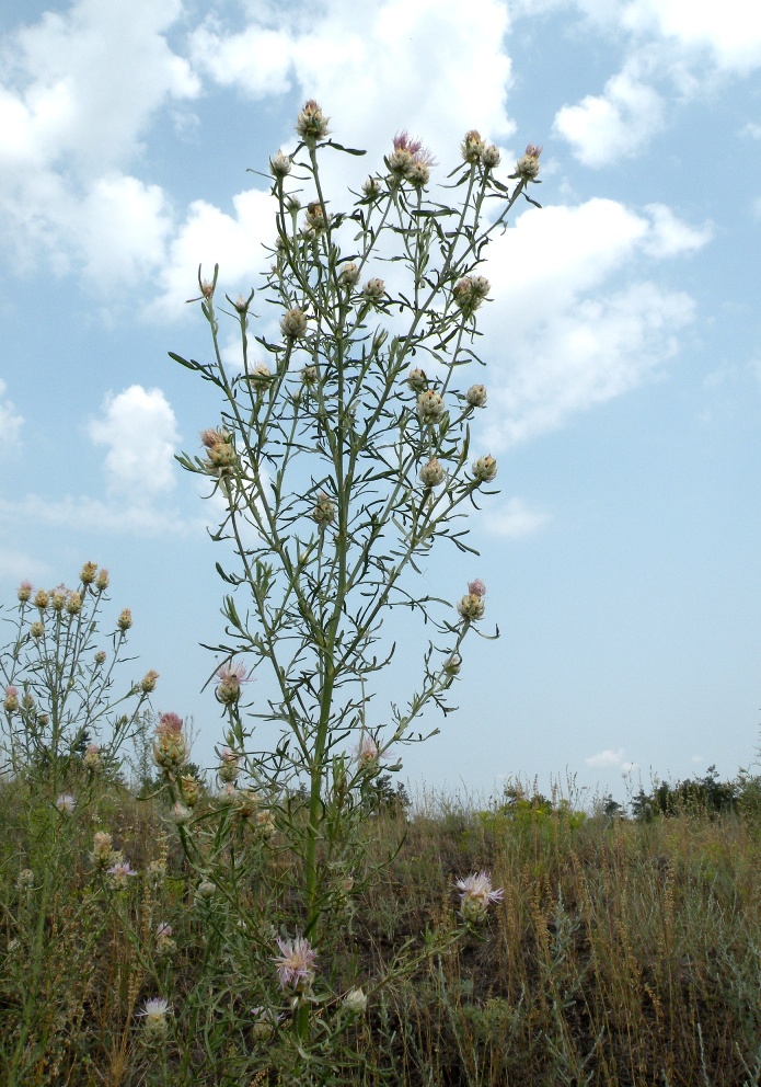 Image of Centaurea konkae specimen.