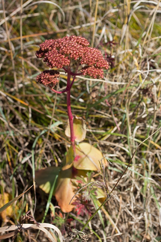 Image of Hylotelephium caucasicum specimen.