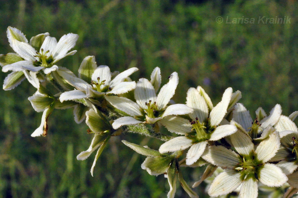 Image of Veratrum dahuricum specimen.