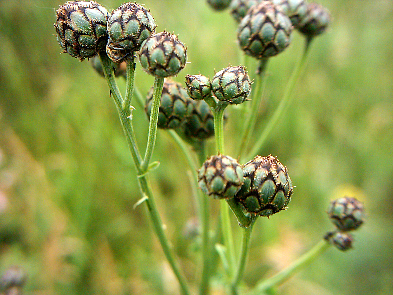 Image of Centaurea scabiosa specimen.