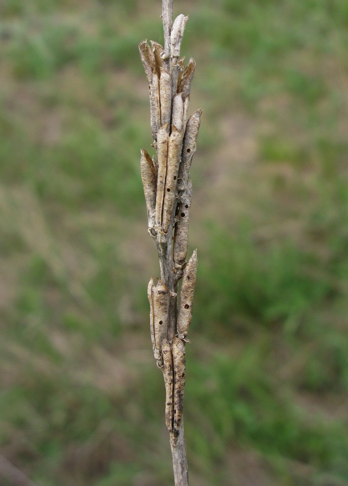 Image of Astragalus asper specimen.