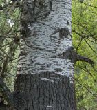 Populus alba. Нижняя часть ствола. Украина, г. Запорожье, балка между Космическим мкрн. и Опытной станцией. 03.05.2013.