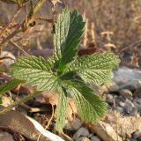 Potentilla caucasica. Лист. Краснодарский край, Абинский р-н, окр. станицы Шапсугская, мергелевый карьер. 06.11.2013.