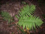 Dryopteris filix-mas