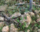 Trichodesma microcalyx. Цветущее растение. Сокотра, плато Моми, окр. пещеры Хок. 02.01.2014.