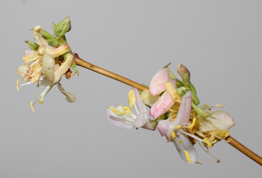 Image of Lonicera &times; purpusii specimen.