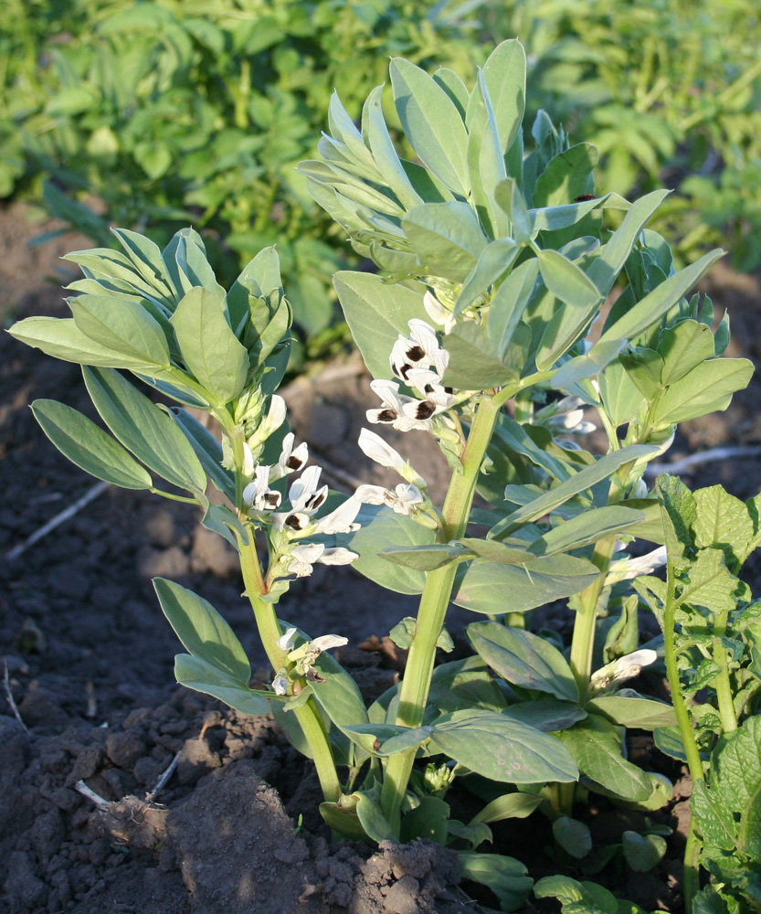 Image of Vicia faba specimen.