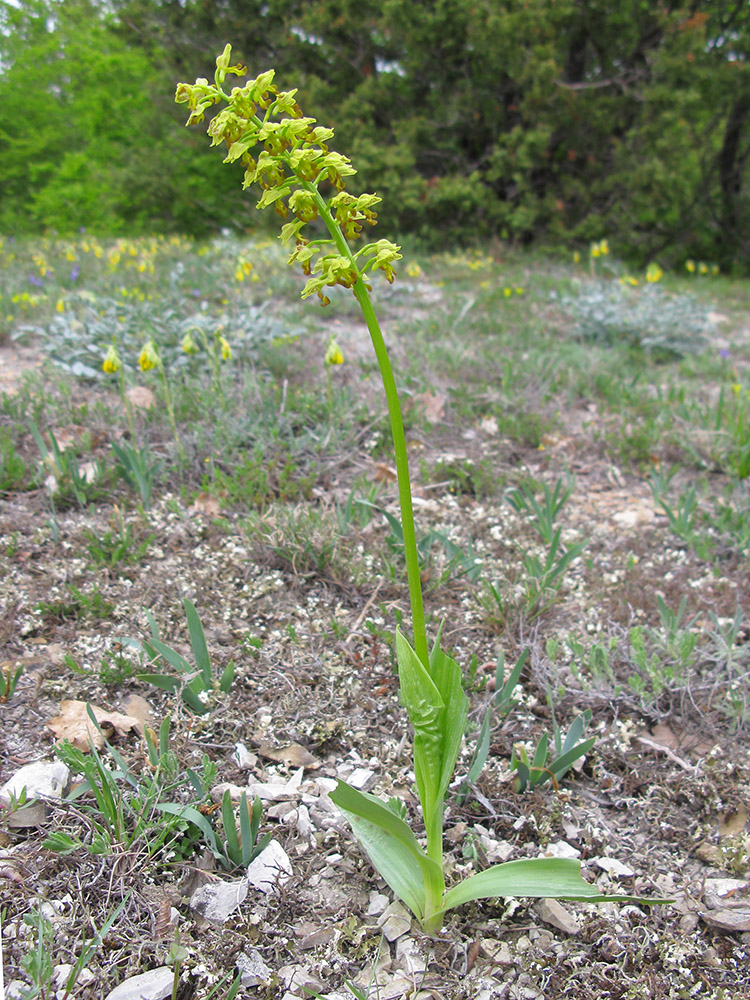 Image of Orchis punctulata specimen.