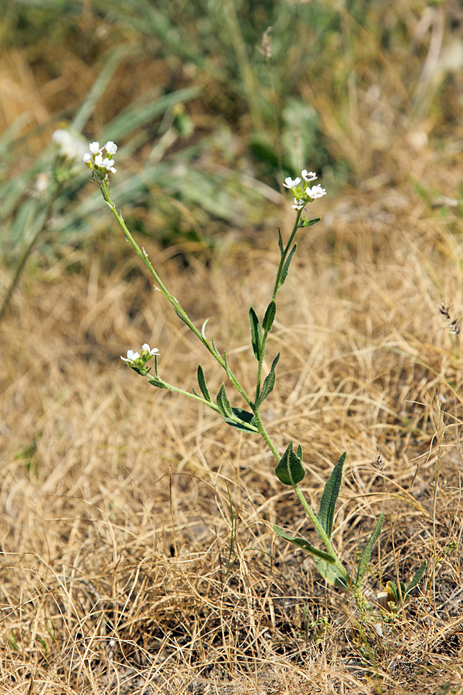 Image of Cryptospora falcata specimen.