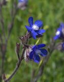 Anchusa azurea