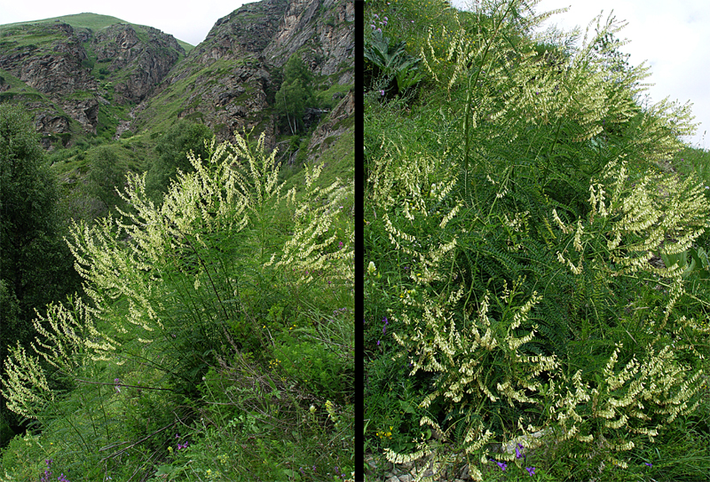 Image of Astragalus galegiformis specimen.