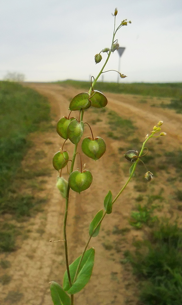 Image of Sameraria cardiocarpa specimen.