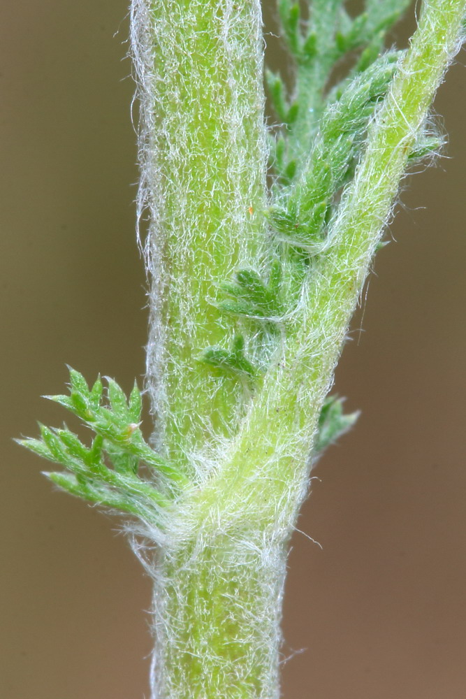 Изображение особи род Achillea.