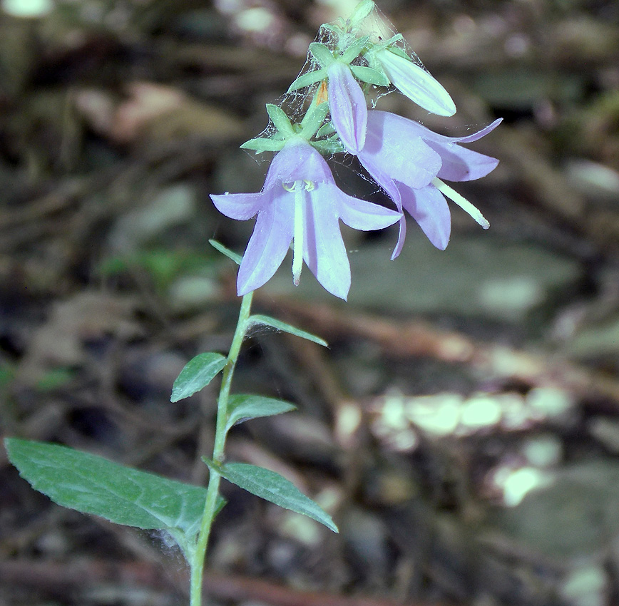 Изображение особи Campanula rapunculoides.