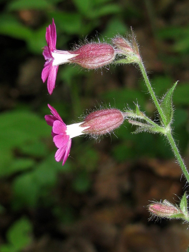 Изображение особи Melandrium dioicum.