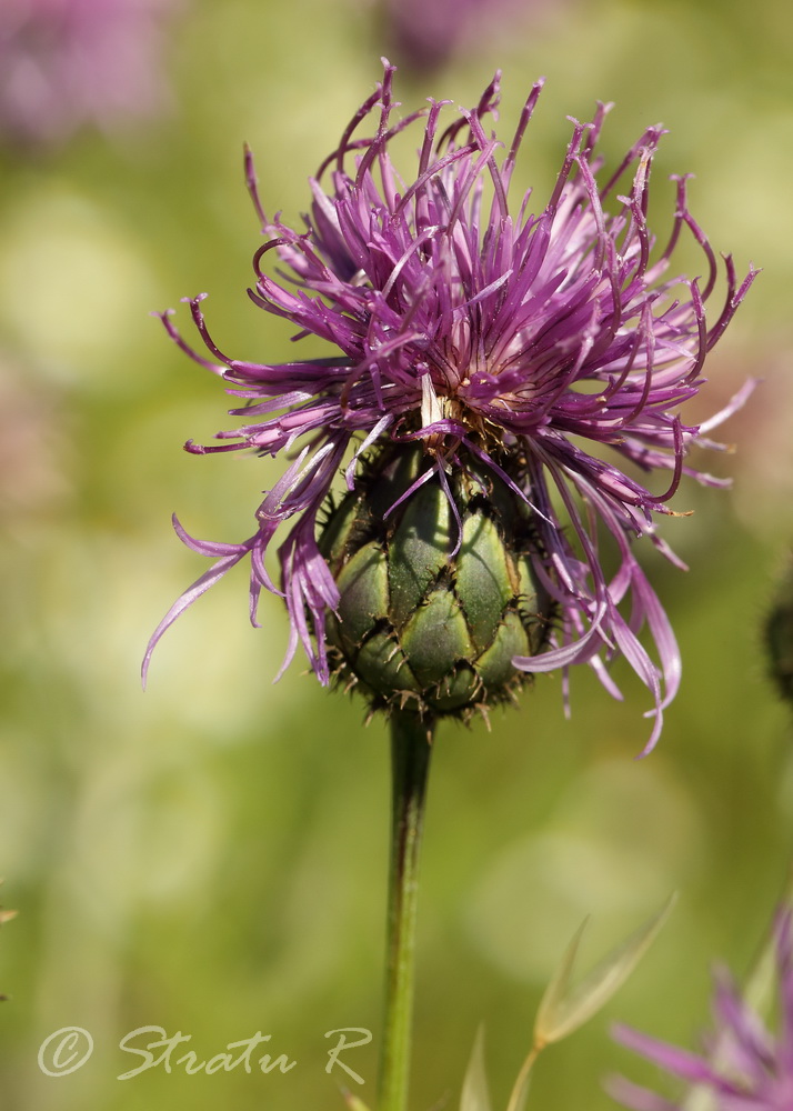 Изображение особи Centaurea adpressa.