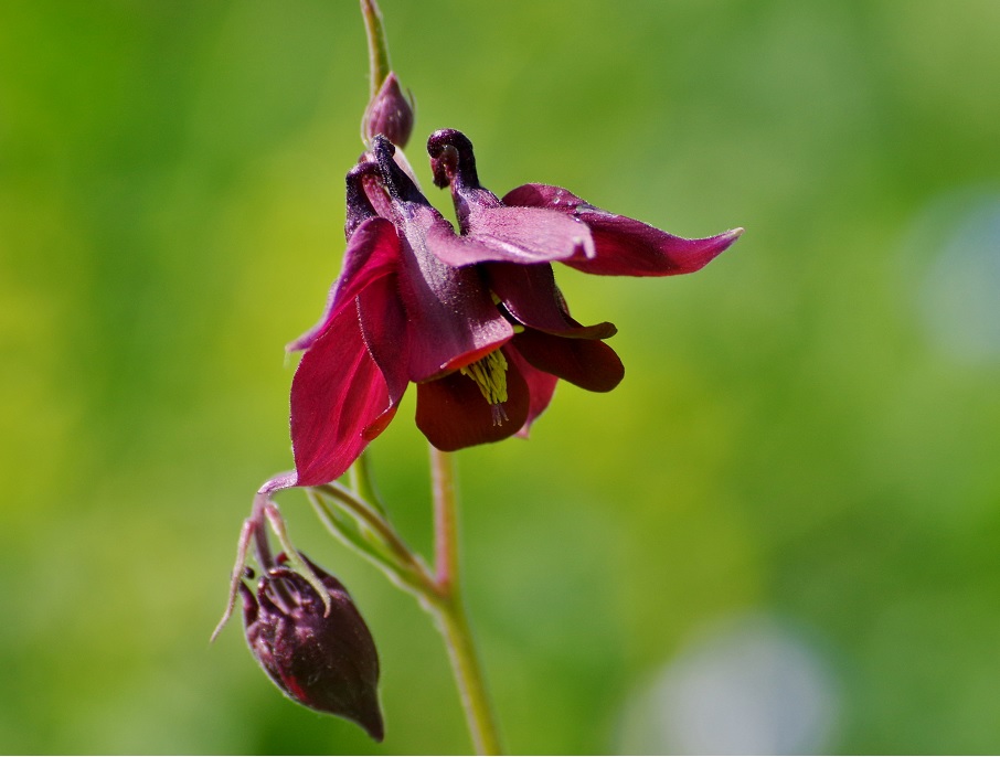 Image of Aquilegia atrovinosa specimen.