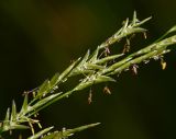 Glyceria fluitans. Часть соцветия с раскрывшимися колосками. Московская обл., Раменский р-н, окр. ж.-д. платформы Хрипань, просека под ЛЭП. 05.06.2014.