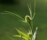 Dipsacus fullonum