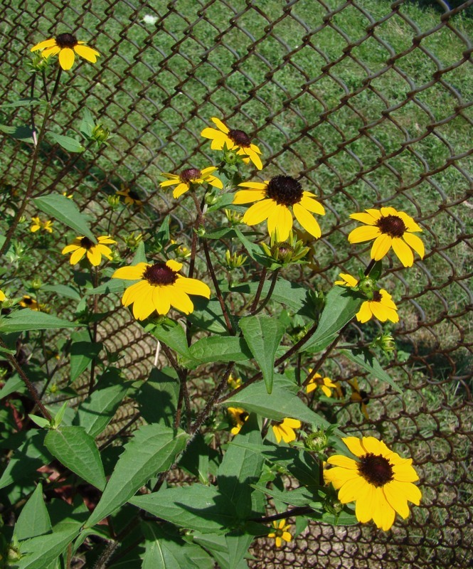 Изображение особи Rudbeckia triloba.