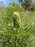 Adonis vernalis