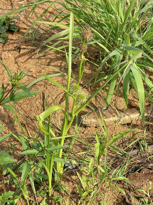 Image of Sparganium emersum specimen.