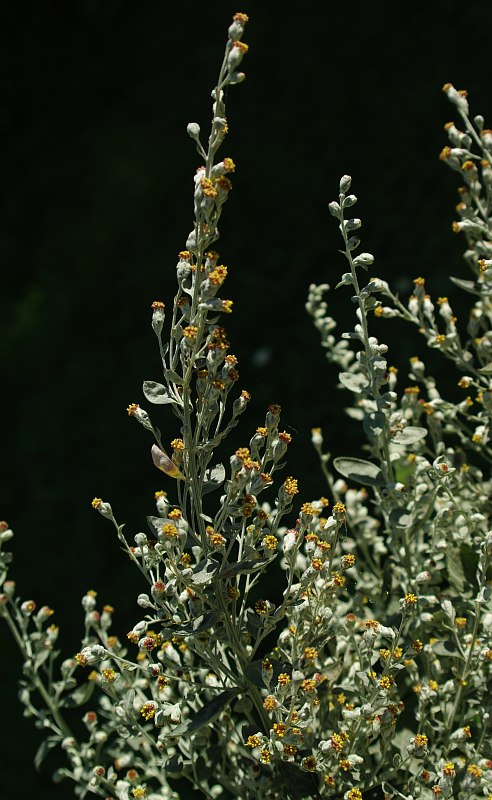 Изображение особи Artemisia stolonifera.