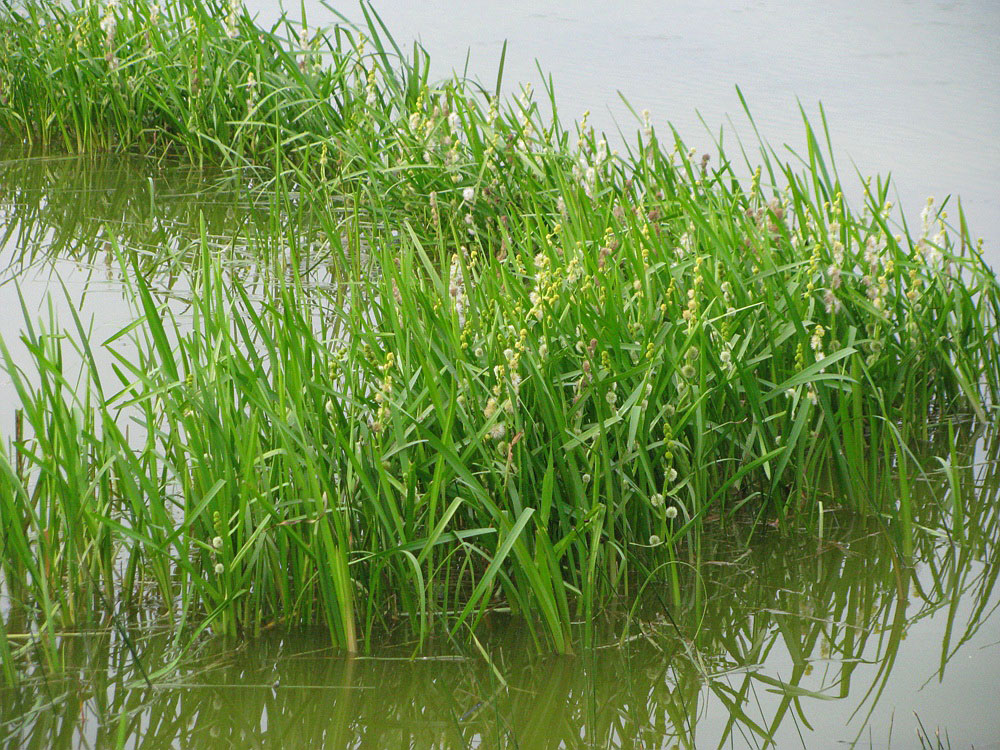 Image of Sparganium emersum specimen.