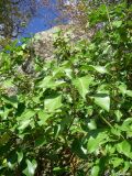 Hedera helix