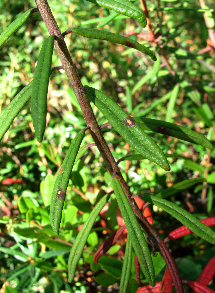 Image of Ledum palustre specimen.