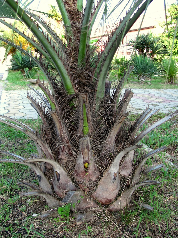 Image of Butia capitata specimen.